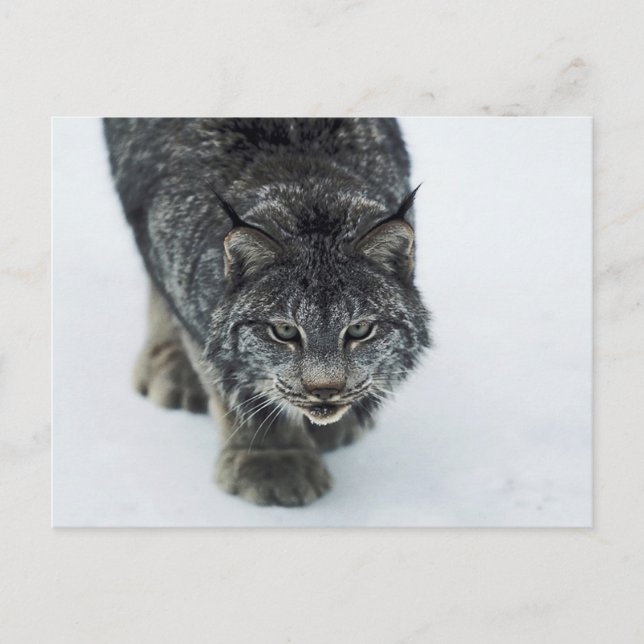 Postal Lynx Winter (Anverso)