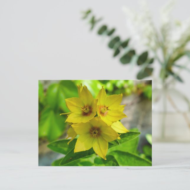 Postal Lysimachia punctata (Anverso de pie)
