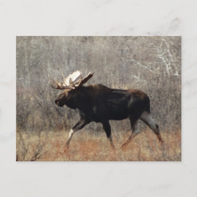 Postal M10 Bull Moose (Anverso)