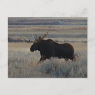Postal M2 Bull Moose Big Bull