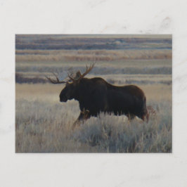 Postal M2 Bull Moose Big Bull