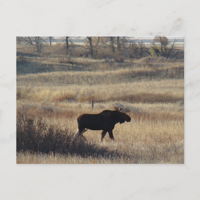 Postal M5 Bull Moose (Anverso)