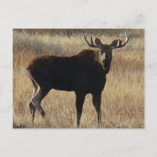 Postal M7 Young Bull Moose