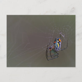 Postal Mabel Orchard Orb-weaver Spider