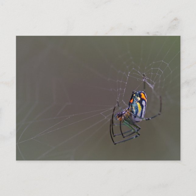 Postal Mabel Orchard Orb-weaver Spider (Anverso)