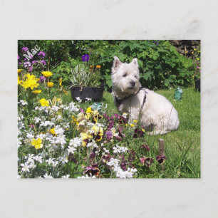 Postal Mac, West Highland White Terrier Westie