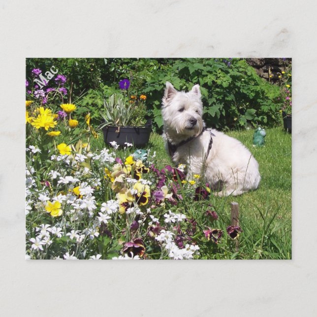 Postal Mac, West Highland White Terrier Westie (Anverso)