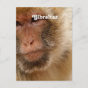 Postal Macacos Barbary de Gibraltar