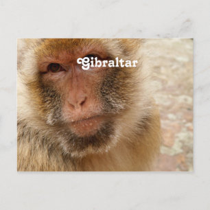 Postal Macacos Barbary de Gibraltar