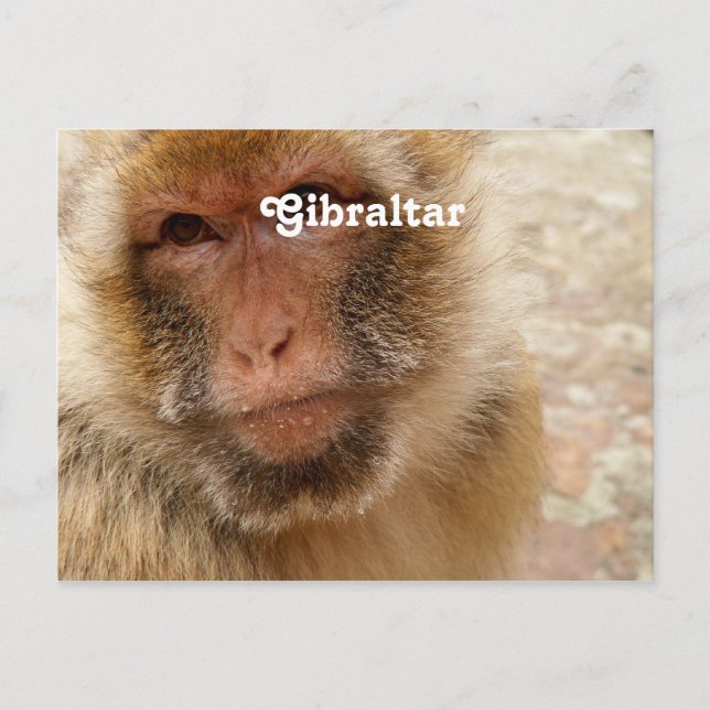 Postal Macacos Barbary de Gibraltar (Anverso)
