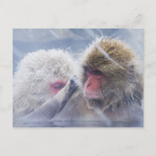 Postal Macacos japoneses (Macaca fuscata) en crecimiento