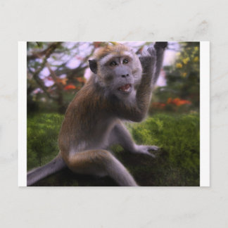 Postal Macaque