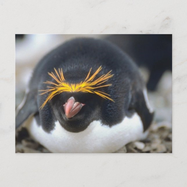 Postal Macaroni Penguin Flop (Anverso)