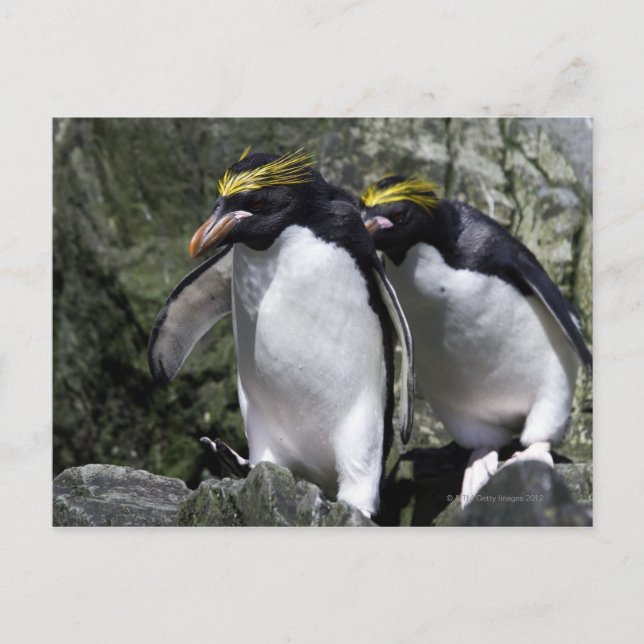 Postal Macaroni Penguins, Georgia del Sur (Anverso)