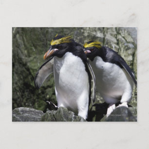 Postal Macaroni Penguins, Georgia del Sur