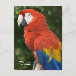 Postal Macaw