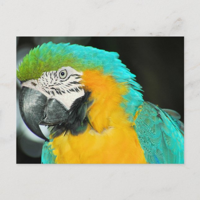Postal Macaw (Anverso)