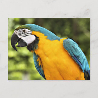 Postal Macaw