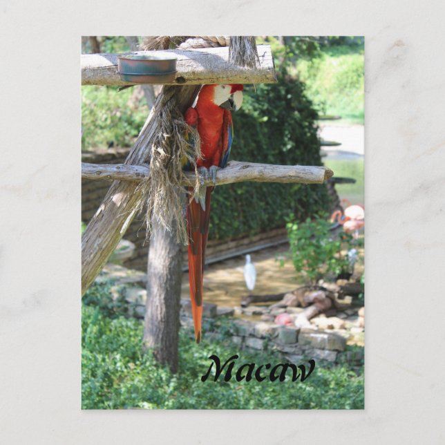 Postal Macaw (Anverso)