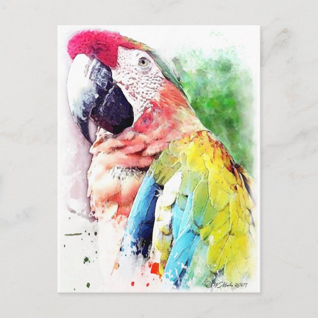 Postal Macaw (Anverso)