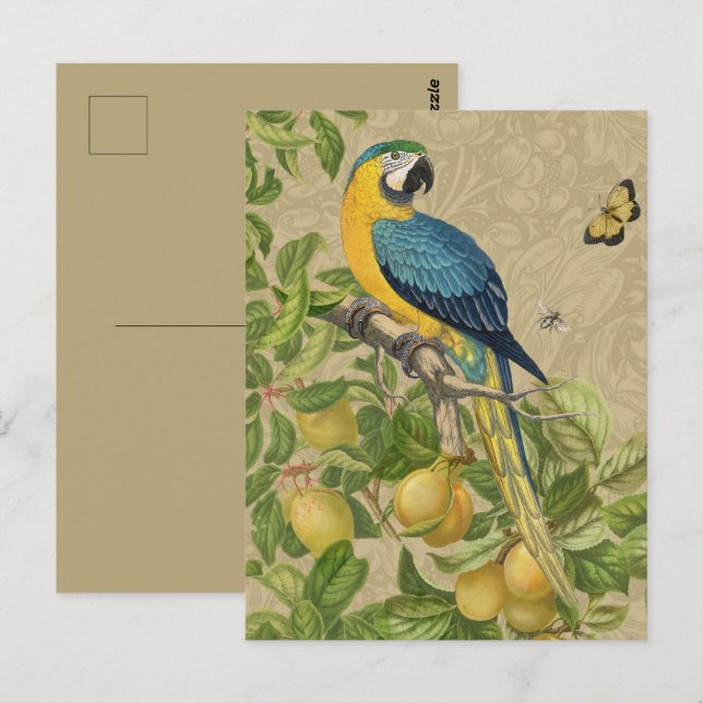 Postal Macaw Blue Yellow Tropical Jungle Antigüedad (Anverso / Reverso)