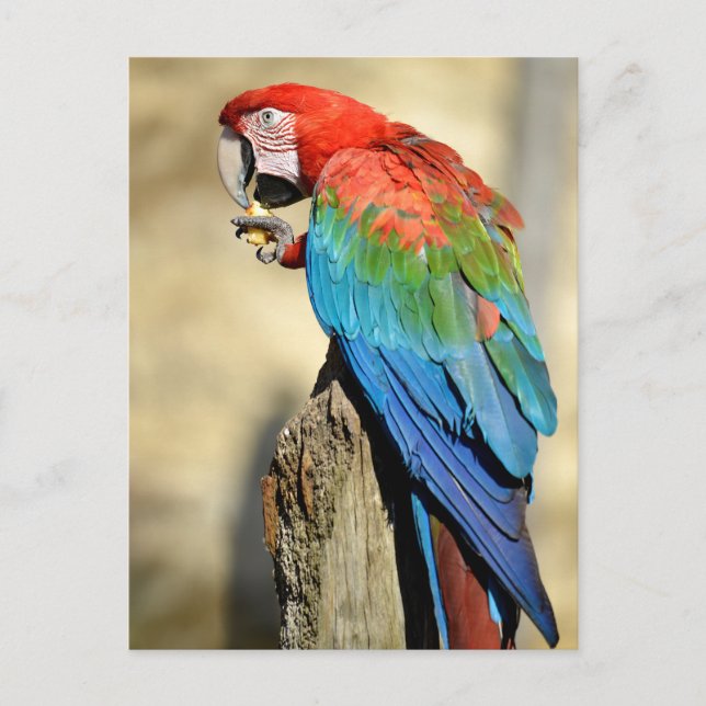 Postal Macaw de ala verde en percha (Anverso)