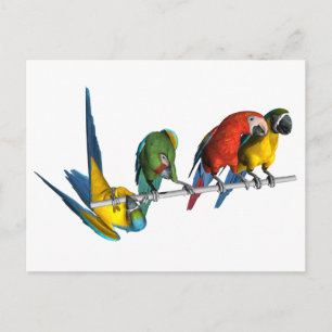 Postal Macaw Parrot