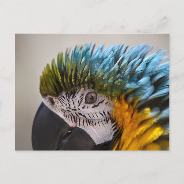Postal Macaw Parrot - Postcard (Anverso)