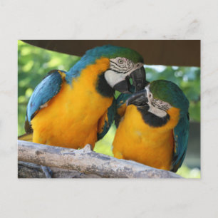 Postal Macaw Parrots