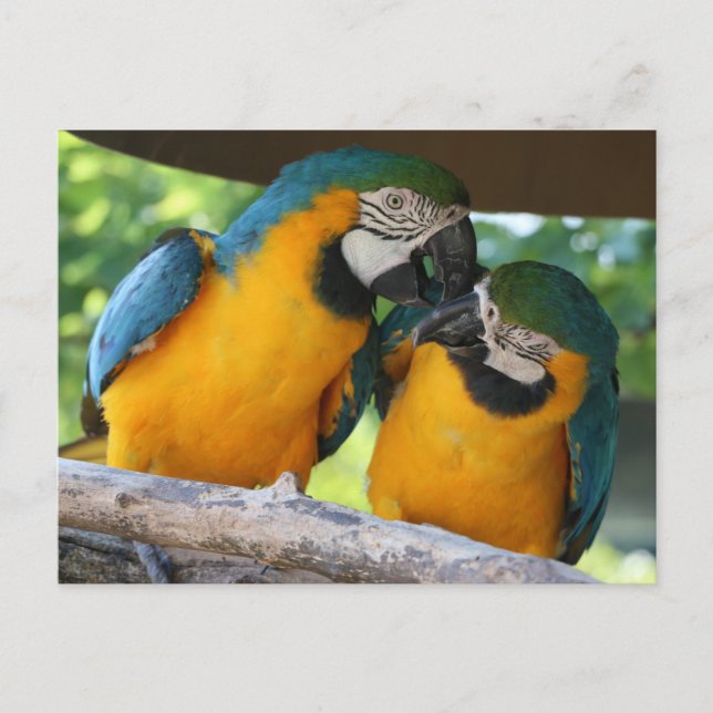 Postal Macaw Parrots (Anverso)
