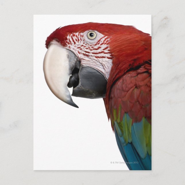Postal Macaw rojo y verde - Ara cloropterus (Anverso)