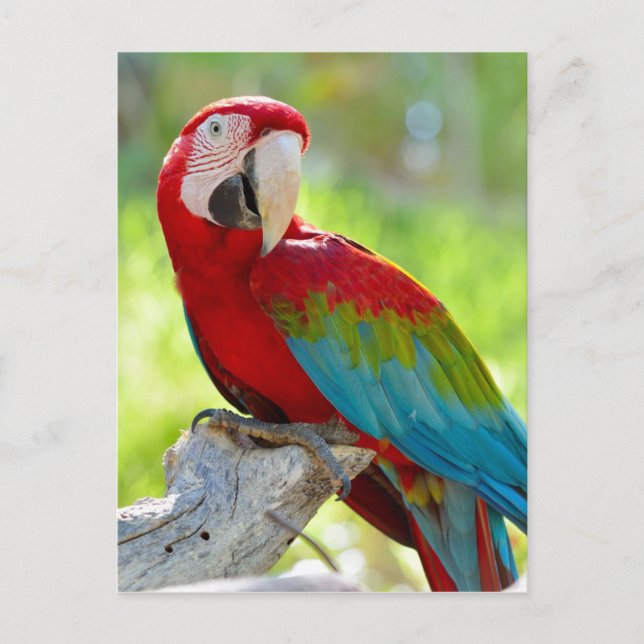 Postal Macaw sentado en una rama (Anverso)