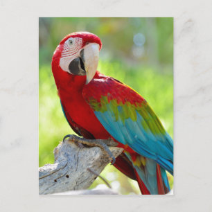 Postal Macaw sentado en una rama