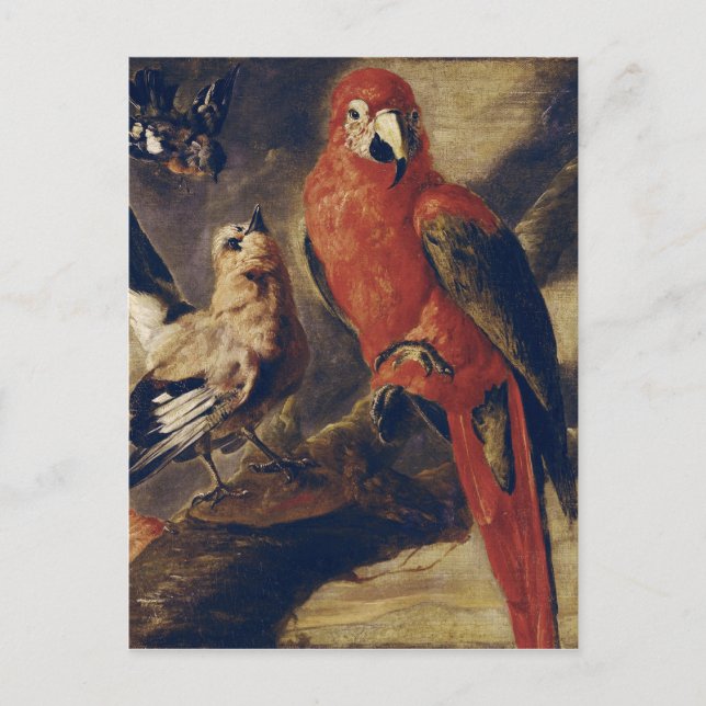 Postal Macaw y Bullfinch (Anverso)