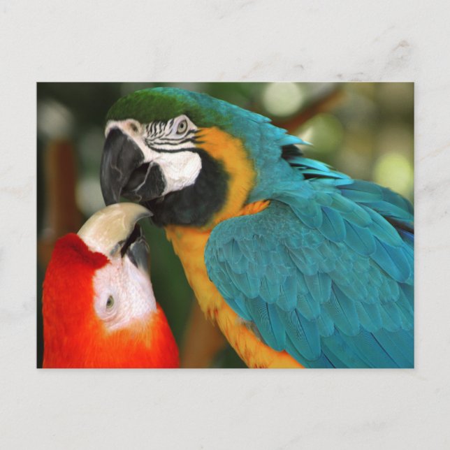 Postal Macaws (Anverso)