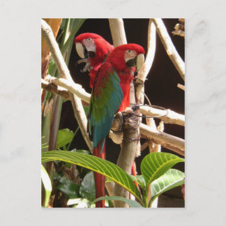 Postal Macaws