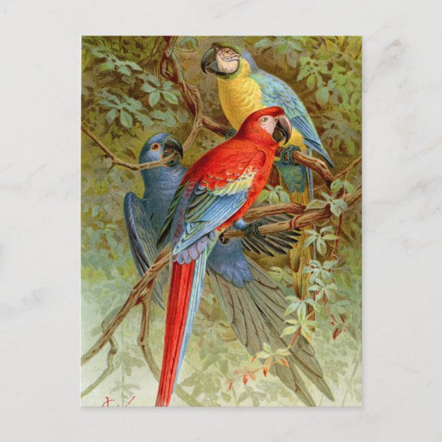 Postal Macaws (Anverso)