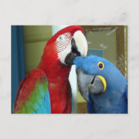 Macaws coloreados rojos y azules