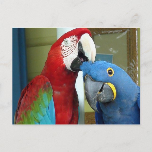 Postal Macaws coloreados rojos y azules (Anverso)