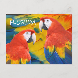 Postal Macaws de Florida
