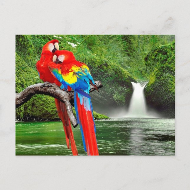 Postal Macaws escarlata (Anverso)