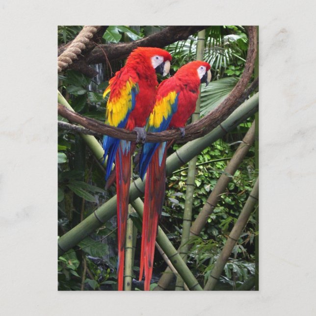 Postal macaws rojos (Anverso)