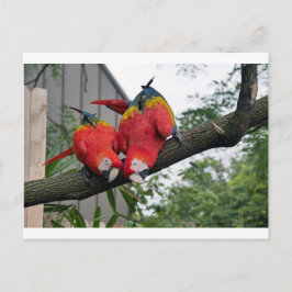 Postal Macaws Rojos 1.JPG
