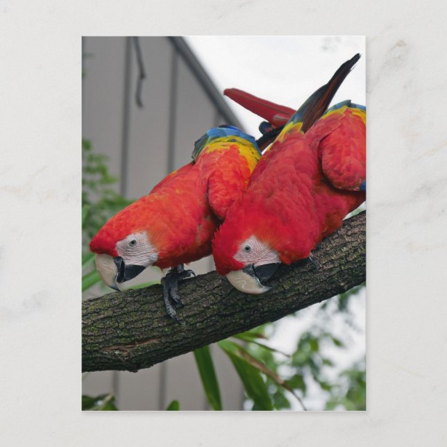 Postal Macaws Rojos 2.JPG (Anverso)