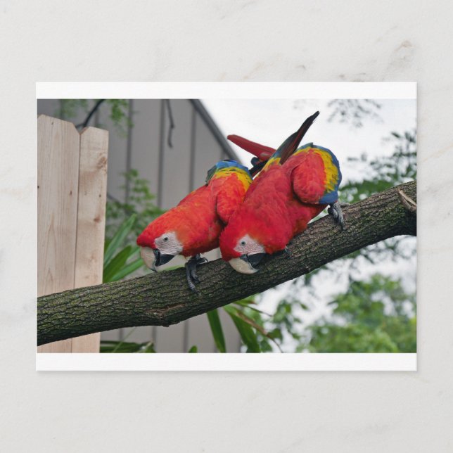 Postal Macaws Rojos 2.JPG (Anverso)