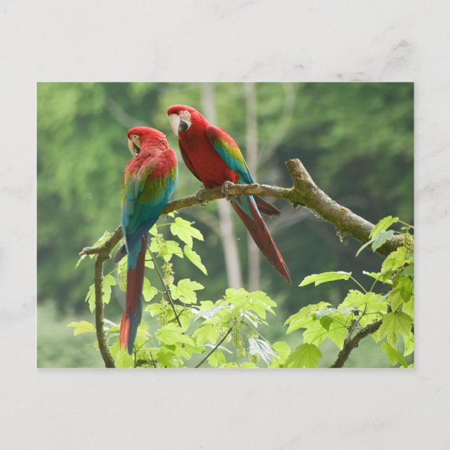 Postal Macaws Verde-cons alas (Anverso)