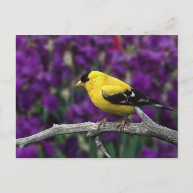 Postal Macho, jilguero americano con plumaje de verano, (Anverso)