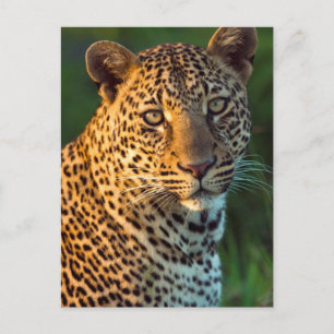 Postal Macho Leopardo (Panthera Pardus) Cachorro Adulto