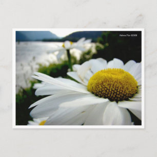 Postal Macro Daisy By River Postcard