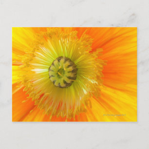 Postal Macro de amapola naranja con baja profundidad de c